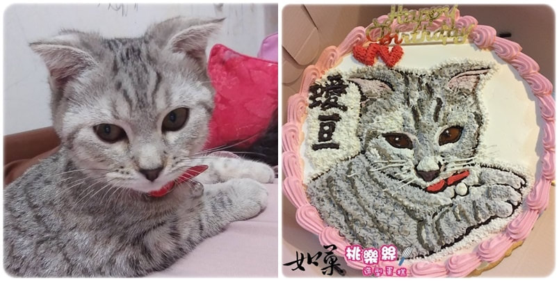 貓造型蛋糕_016,貓照片蛋糕_16, cat photo cake_16, photo cat cake_16, cake photo cat_16