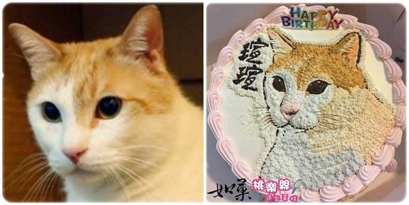 貓造型蛋糕_019,貓照片蛋糕_19, cat photo cake_19, photo cat cake_19, cake photo cat_19