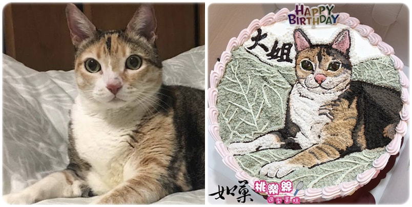 貓造型蛋糕_2,貓照片蛋糕_02, cat photo cake_02, photo cat cake_02, cake photo cat_02