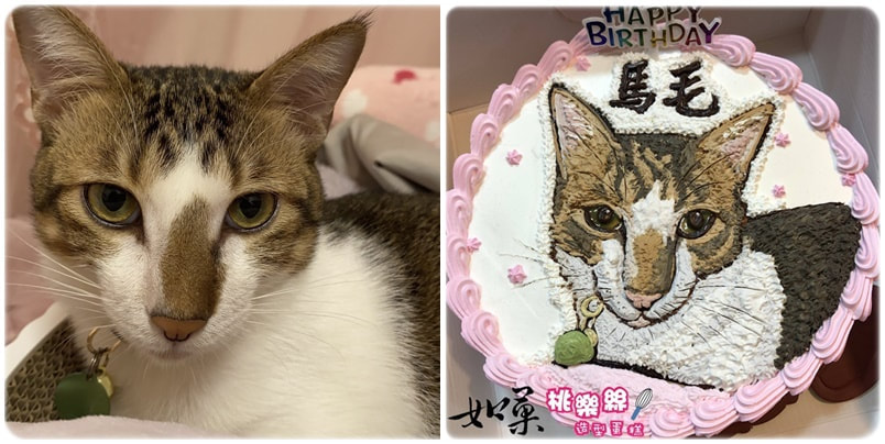 貓造型蛋糕_029,貓照片蛋糕_29, cat photo cake_29, photo cat cake_29, cake photo cat_29