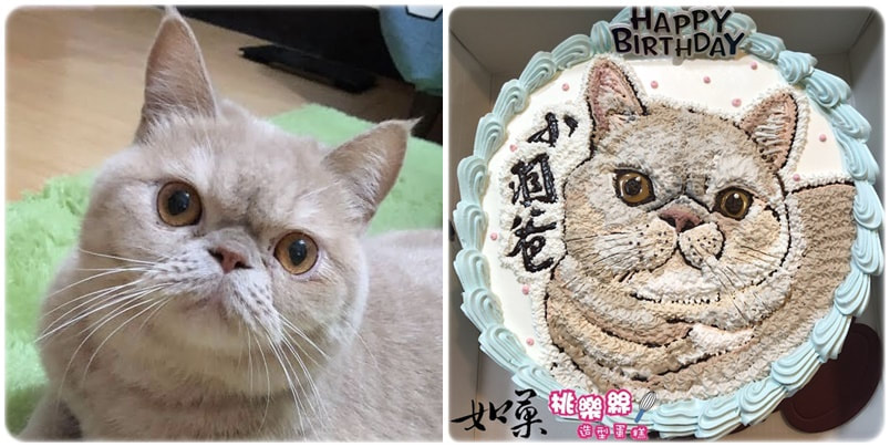 貓造型蛋糕_4,貓照片蛋糕_04, cat photo cake_04, photo cat cake_04, cake photo cat_04