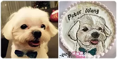 寵物造型蛋糕,小狗造型蛋糕,狗肖像蛋糕,寵物肖像蛋糕,客製化寵物蛋糕,手繪蛋糕, Portrait Cake for PET, Pet Portrait Cake, Dog Portrait Cake, PET Customized Cake, Custom PET Cake