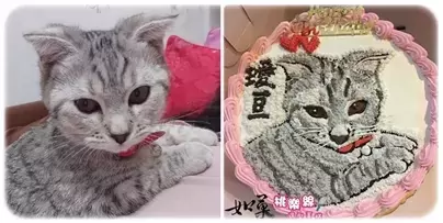 寵物造型蛋糕,小貓造型蛋糕,貓肖像蛋糕,寵物肖像蛋糕,客製化寵物蛋糕,手繪蛋糕, Portrait Cake for PET, Pet Portrait Cake, Cat Portrait Cake, PET Customized Cake, Custom PET Cake