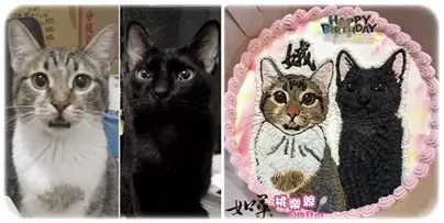 貓 蛋糕,貓 造型 蛋糕,貓 肖像 蛋糕,寵物 造型 蛋糕,手繪 寵物 蛋糕,寵物 肖像 蛋糕,客製化 寵物 蛋糕,Cat Cake,Pet Cake,Cat Portrait Cake