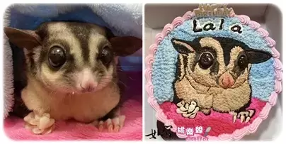 寵物造型蛋糕,寵物肖像蛋糕,客製化寵物蛋糕,手繪蛋糕, Portrait Cake for PET, Pet Portrait Cake, PET Customized Cake, Custom PET Cake